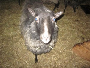 En av de äldre tackorna.