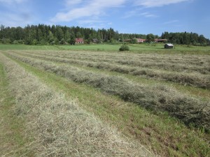 Otroligt höår, 2013.