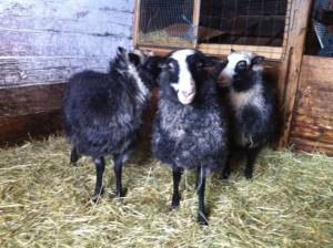 Första säsongens lamm. Nu är dessa små tackor snart ett år gamla.